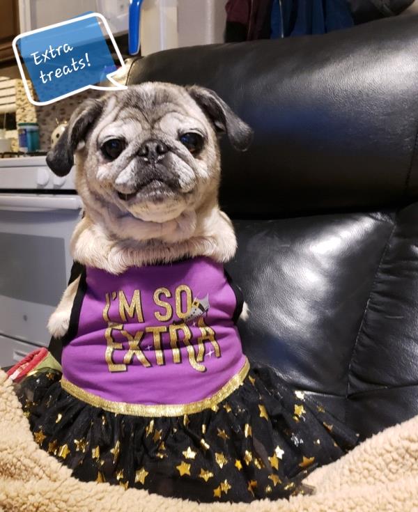 /images/uploads/pug nation rescue of los angeles/pugnation2020/entries/11151thumb.jpg
